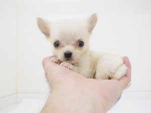 極小犬情報 さいたま市の有限会社ぽちプラザ