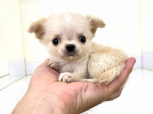 チワワ | さいたま市の有限会社ぽちプラザ